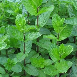 Granita Menta